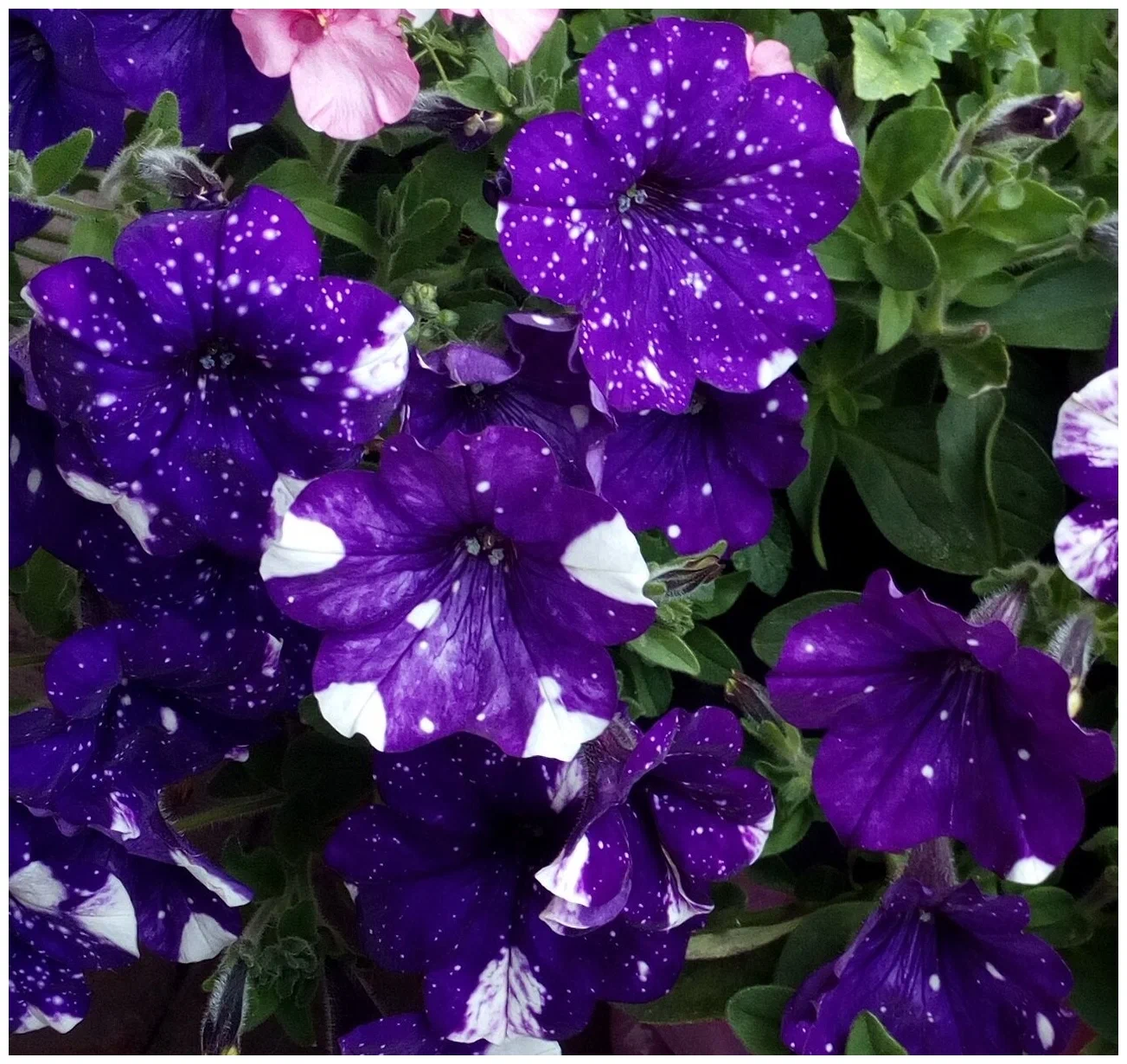 Петуния ампельная Сплаш Данс Болеро Блю